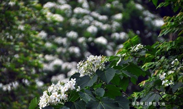 老公崎步道-10.JPG 老公崎步道-10.JPG