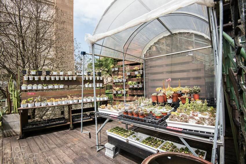 桃園景點【左岸森林多肉植物咖啡館】