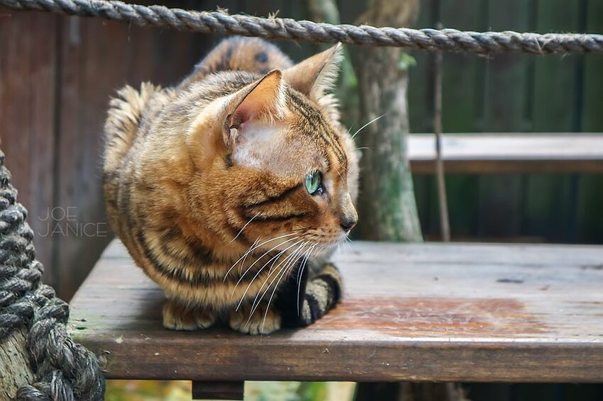 桃園景點【左岸森林多肉植物咖啡館】