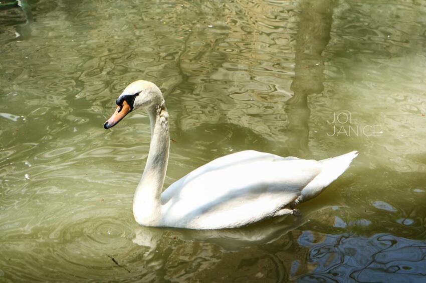 桃園景點【左岸森林多肉植物咖啡館】