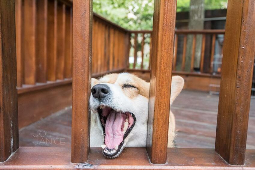 桃園景點【左岸森林多肉植物咖啡館】