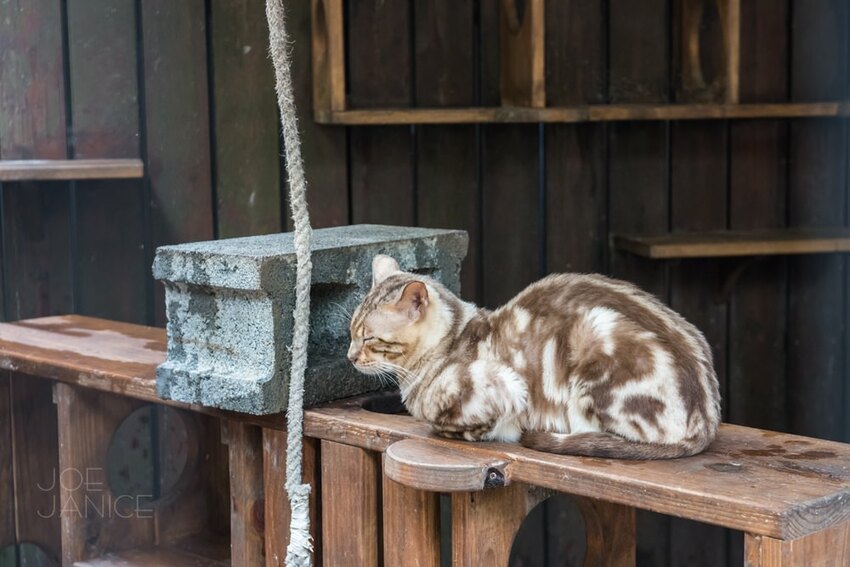 桃園景點【左岸森林多肉植物咖啡館】