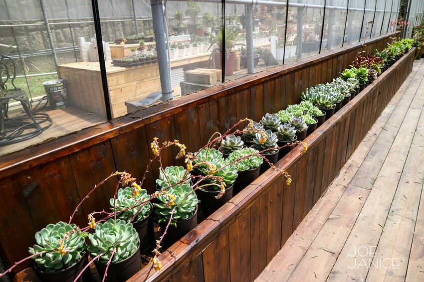 桃園景點【左岸森林多肉植物咖啡館】