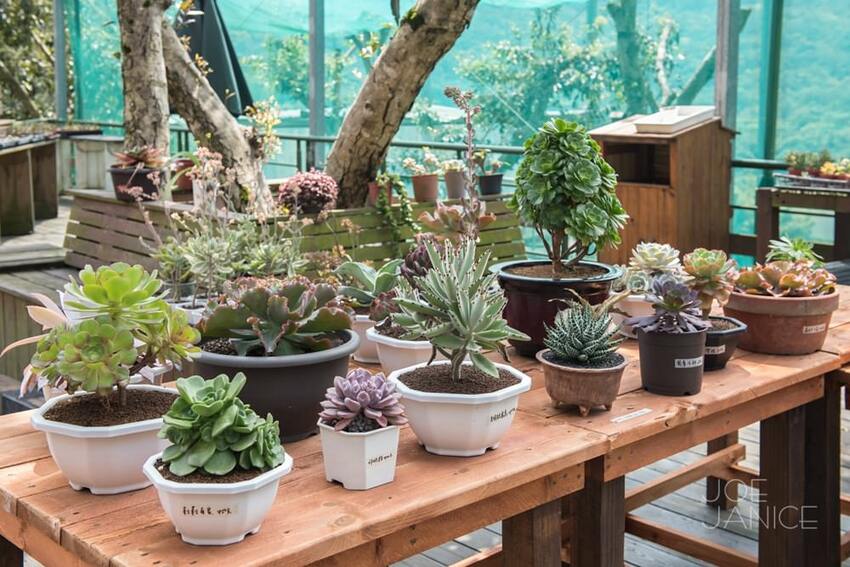 桃園景點【左岸森林多肉植物咖啡館】