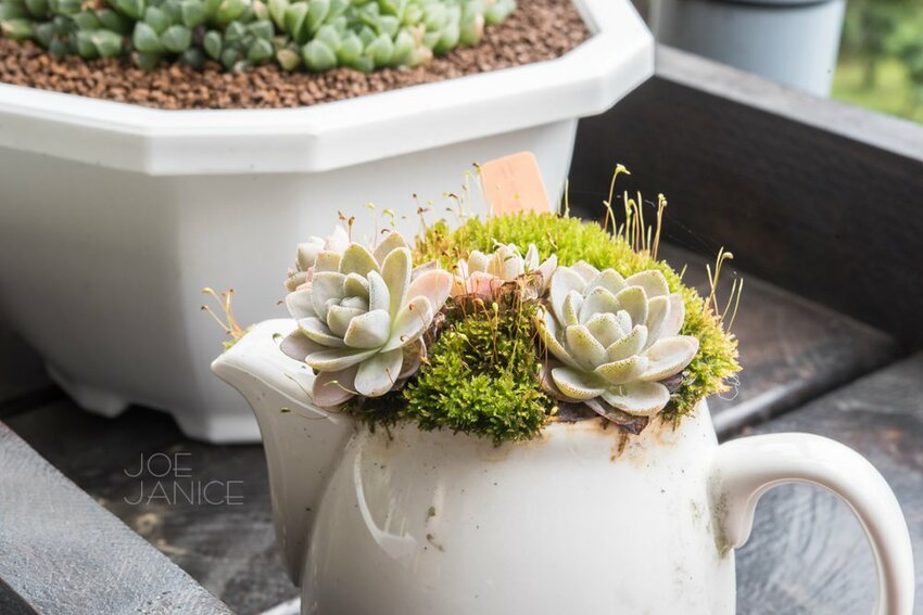 桃園景點【左岸森林多肉植物咖啡館】