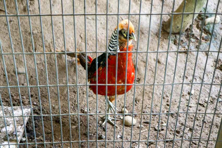 桃園景點【左岸森林多肉植物咖啡館】