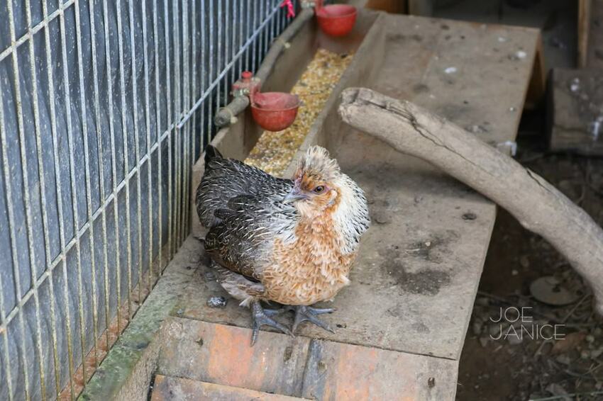 桃園景點【左岸森林多肉植物咖啡館】
