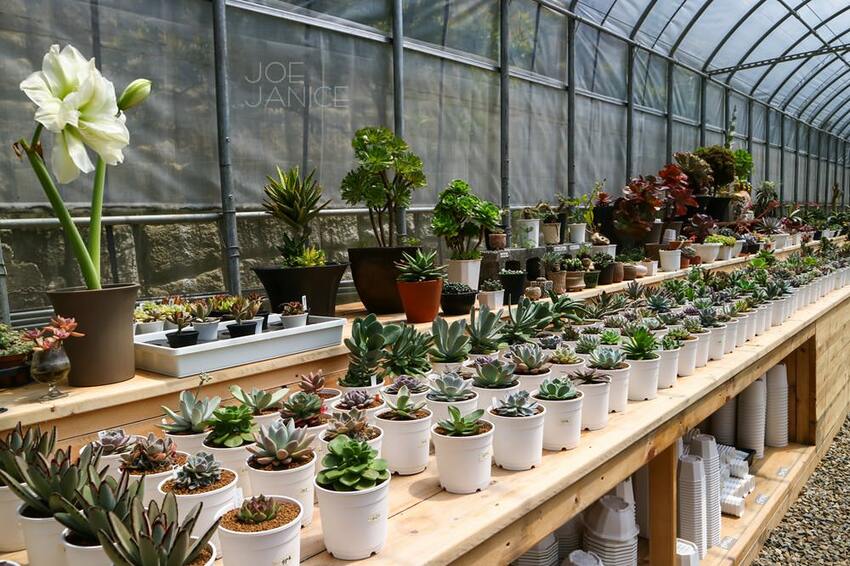 桃園景點【左岸森林多肉植物咖啡館】