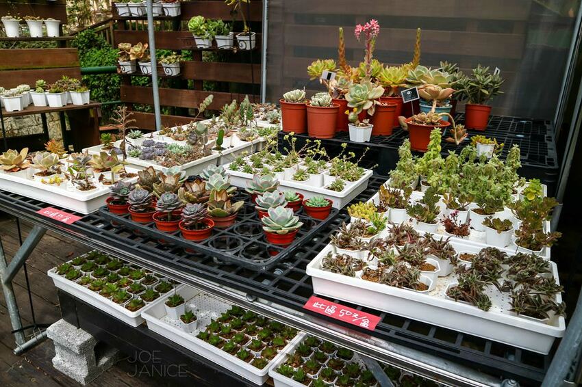 桃園景點【左岸森林多肉植物咖啡館】