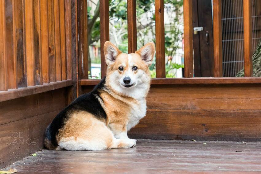 桃園景點【左岸森林多肉植物咖啡館】