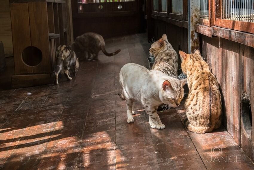 桃園景點【左岸森林多肉植物咖啡館】