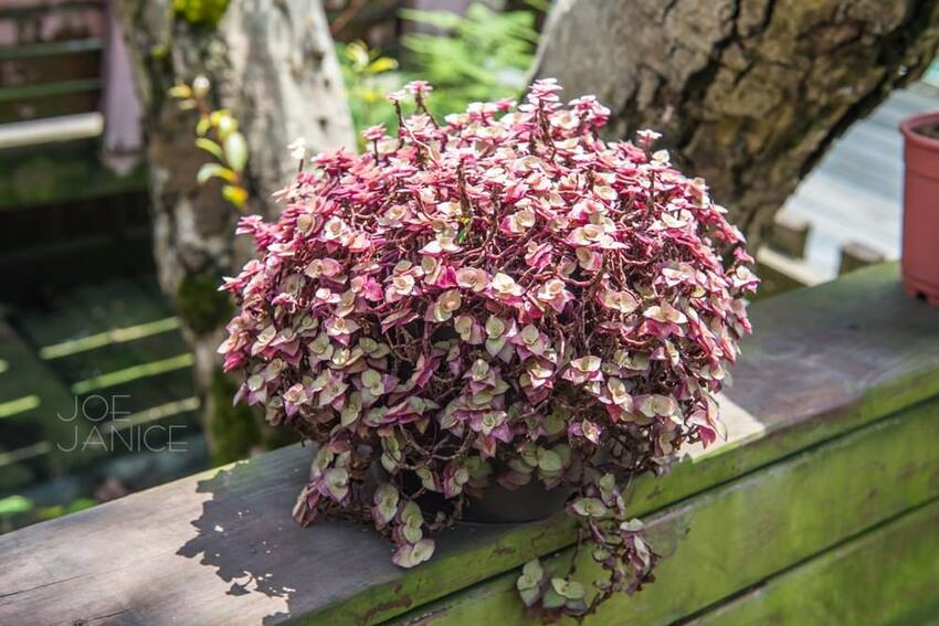 桃園景點【左岸森林多肉植物咖啡館】