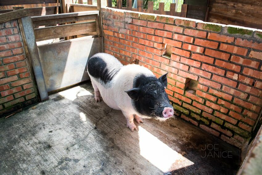桃園景點【左岸森林多肉植物咖啡館】