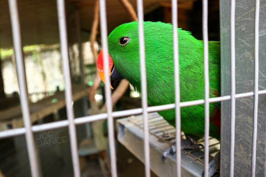 桃園景點【左岸森林多肉植物咖啡館】