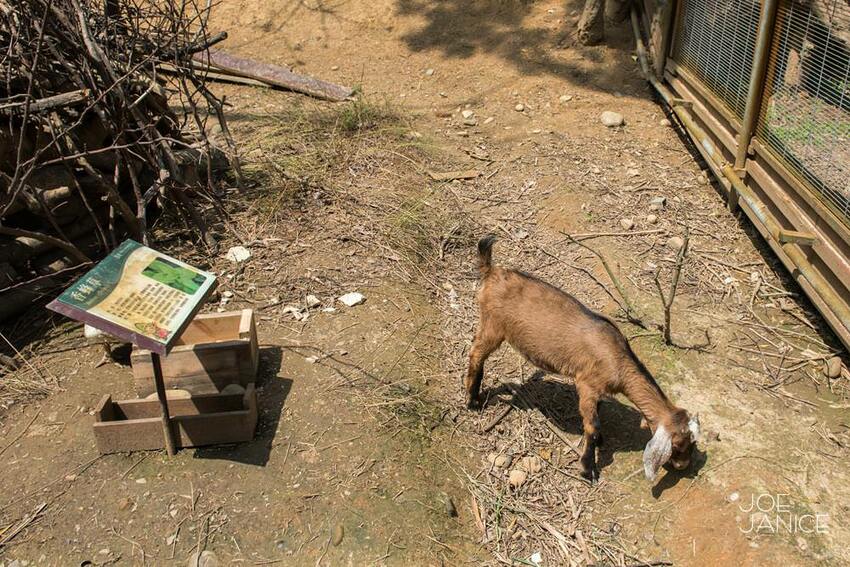 桃園景點【左岸森林多肉植物咖啡館】