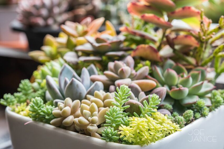 桃園景點【左岸森林多肉植物咖啡館】