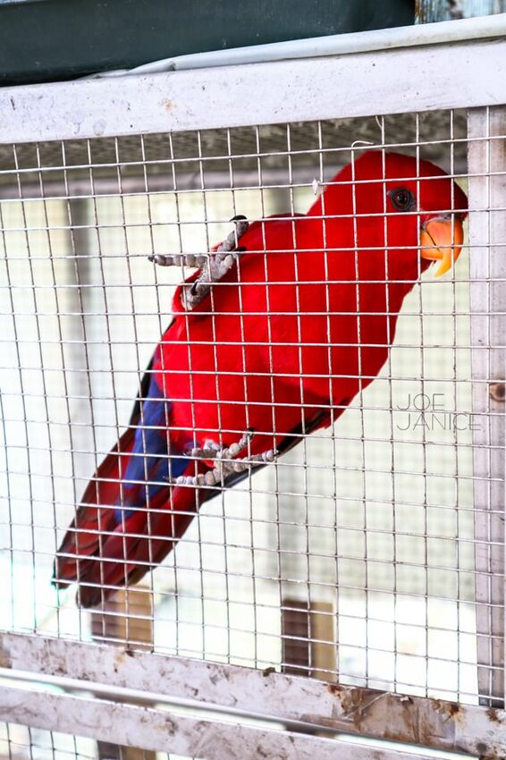 桃園景點【左岸森林多肉植物咖啡館】