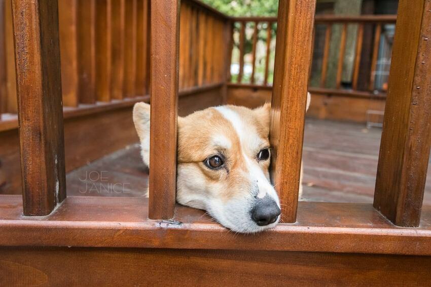 桃園景點【左岸森林多肉植物咖啡館】