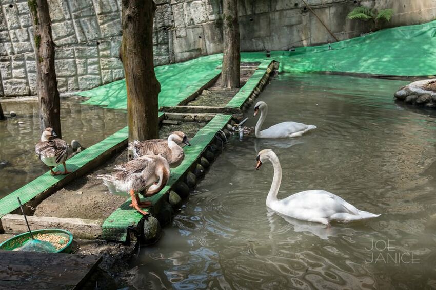 桃園景點【左岸森林多肉植物咖啡館】