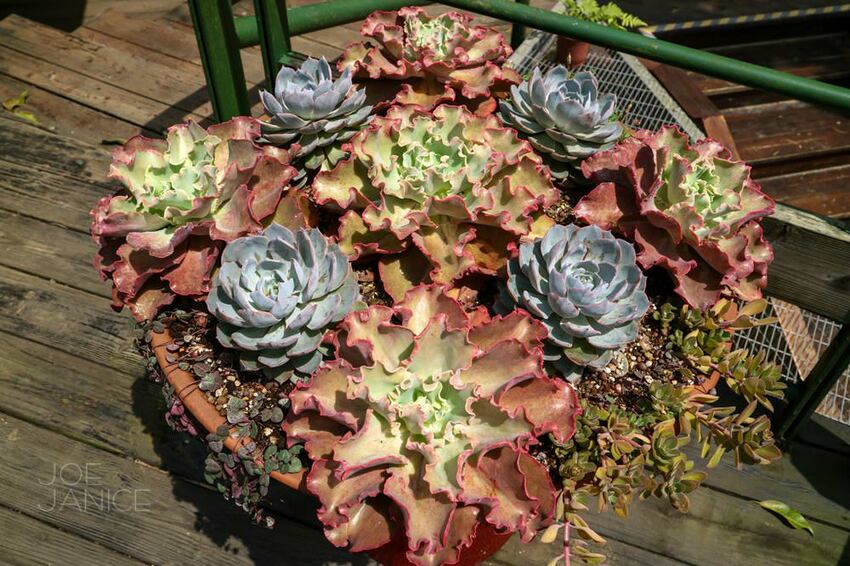 桃園景點【左岸森林多肉植物咖啡館】