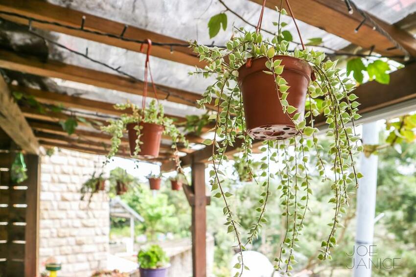 桃園景點【左岸森林多肉植物咖啡館】