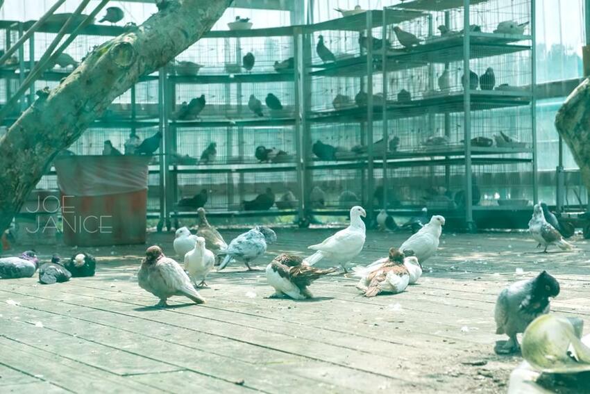 桃園景點【左岸森林多肉植物咖啡館】