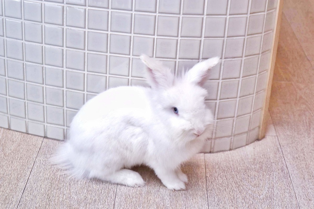 F&F仁愛.輕概念食飲/FIVE & FANTAST RENAI DINING IDEAS F&F仁愛.輕概念食飲/FIVE & FANTAST RENAI DINING IDEAS