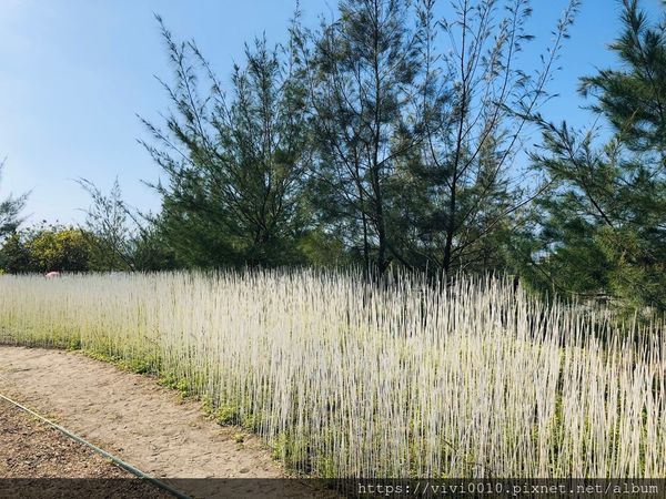 狀圍沙丘_191118_0054.jpg 狀圍沙丘_191118_0054.jpg