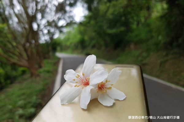 【新竹/橫山】前往大嬸婆的家手工窯烤麵包