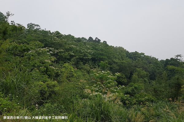 【新竹/橫山】大嬸婆的家手工窯烤麵包