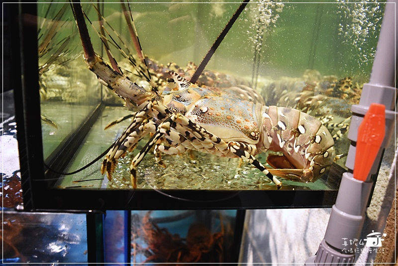 海九麻辣海鮮火鍋