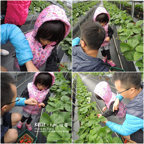 2017-12-18親親農場採草莓 (8).jpg