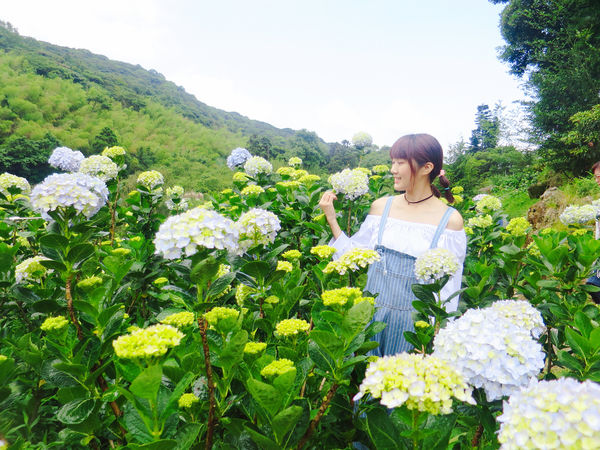 午後陽光繡球花田 (18).JPG