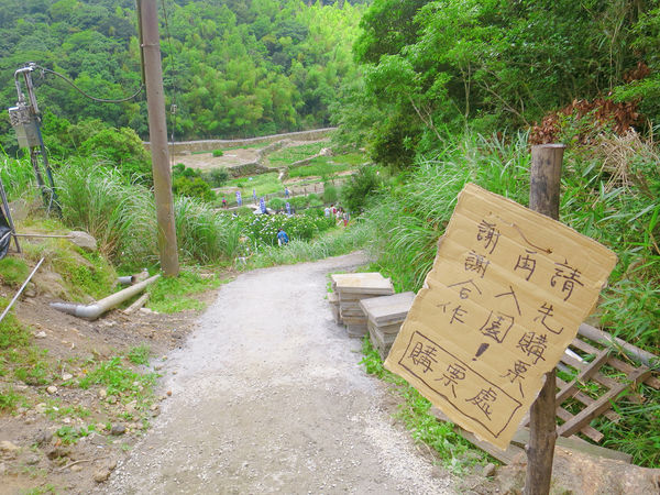 午後陽光繡球花田 (13).JPG