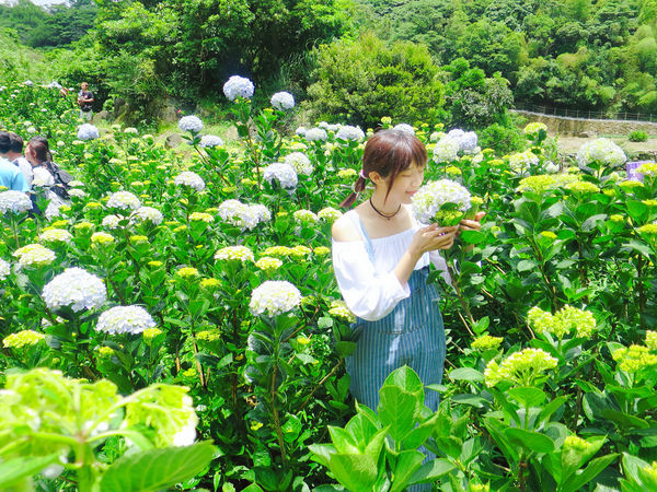 午後陽光繡球花田 (27).JPG