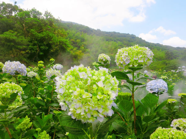 午後陽光繡球花田 (16).JPG