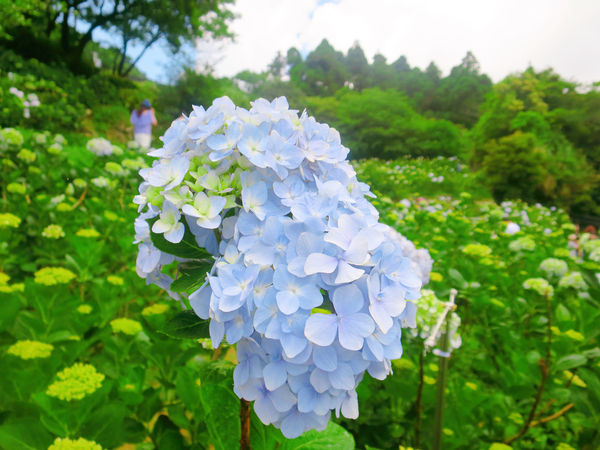 午後陽光繡球花田 (24).JPG