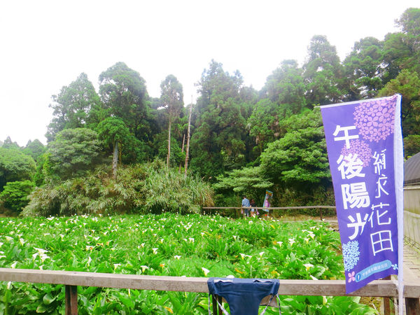 午後陽光繡球花田 (6).JPG