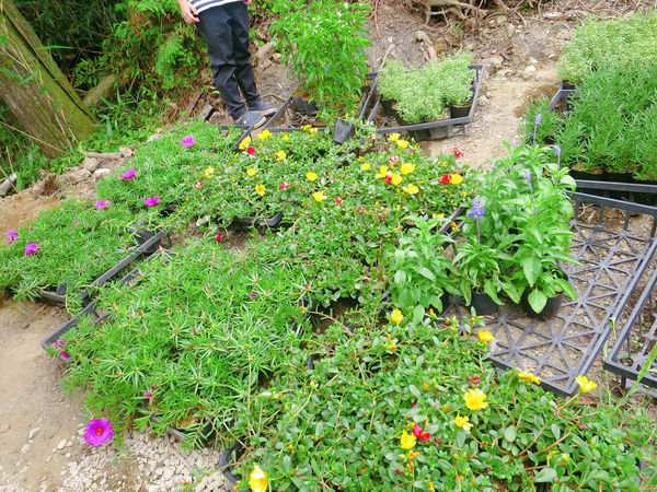 午後陽光繡球花田 (3).JPG