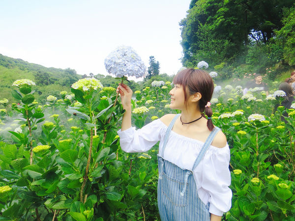 午後陽光繡球花田 (2).JPG