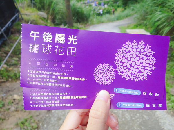 午後陽光繡球花田 (14).JPG