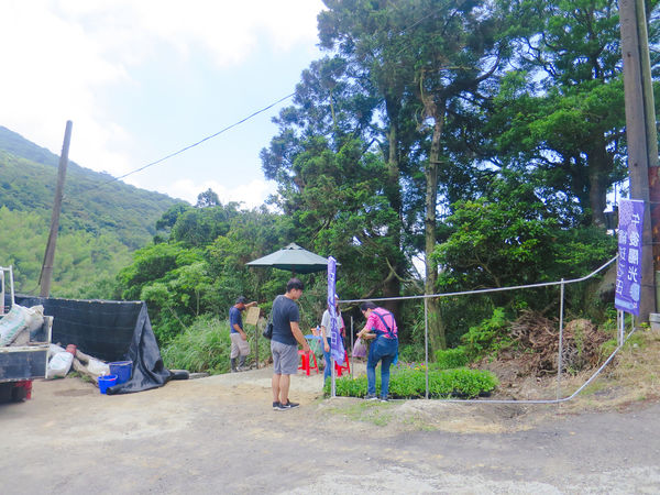 午後陽光繡球花田 (11).JPG