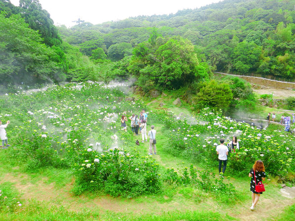 午後陽光繡球花田 (15).JPG