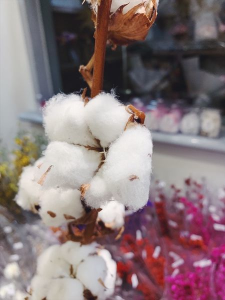 乾燥花花材台北推薦,,乾燥花材料木棉花.JPG