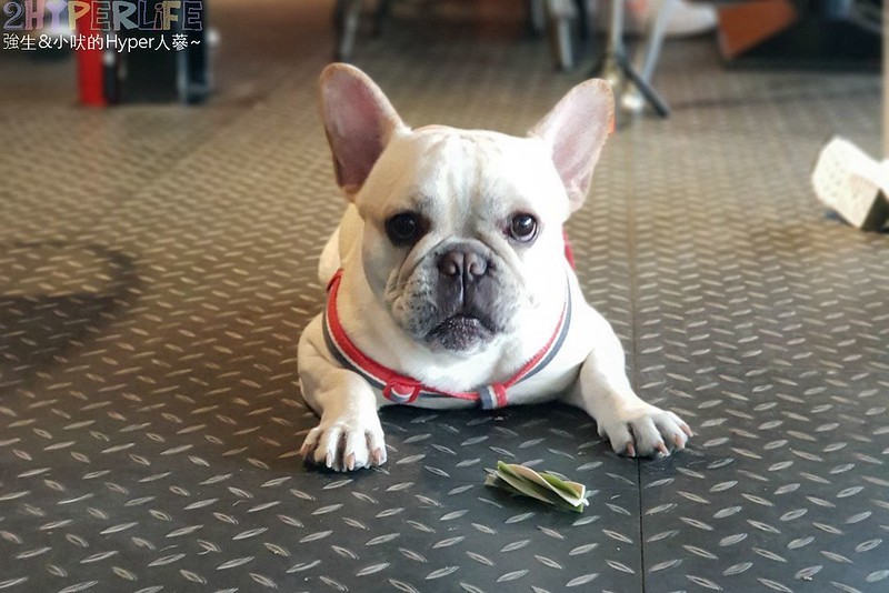 Doo Coffee│以法鬥為主題的苗栗公館景觀咖啡廳,法鬥拿鐵狗頭飄浮在咖啡上萌度破表! @強生與小吠的Hyper人蔘~