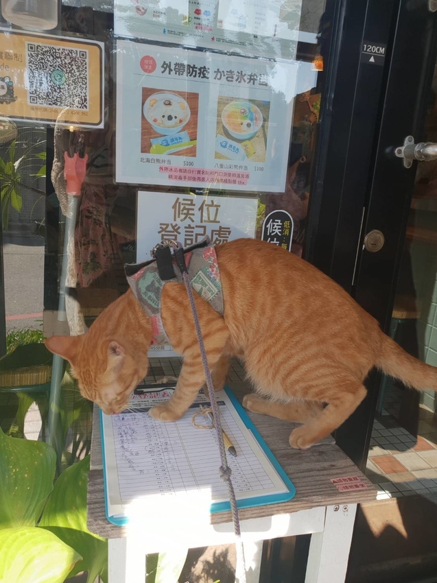 【花蓮.市區】夏季消暑好店。浪花丸超可愛冰品。寵物友善咖啡廳可落地