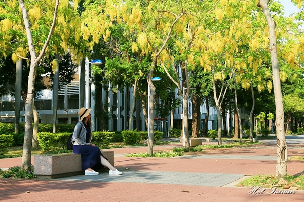 阿勃勒賞花季:【台南景點】夏日的一抹美好,為藍天劃上最美的印記:阿勃勒花季