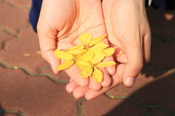 阿勃勒賞花季:【台南景點】夏日的一抹美好,為藍天劃上最美的印記:阿勃勒花季