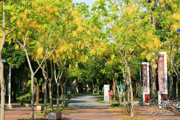 阿勃勒賞花季:【台南景點】夏日的一抹美好,為藍天劃上最美的印記:阿勃勒花季