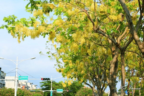 阿勃勒賞花季:【台南景點】夏日的一抹美好,為藍天劃上最美的印記:阿勃勒花季